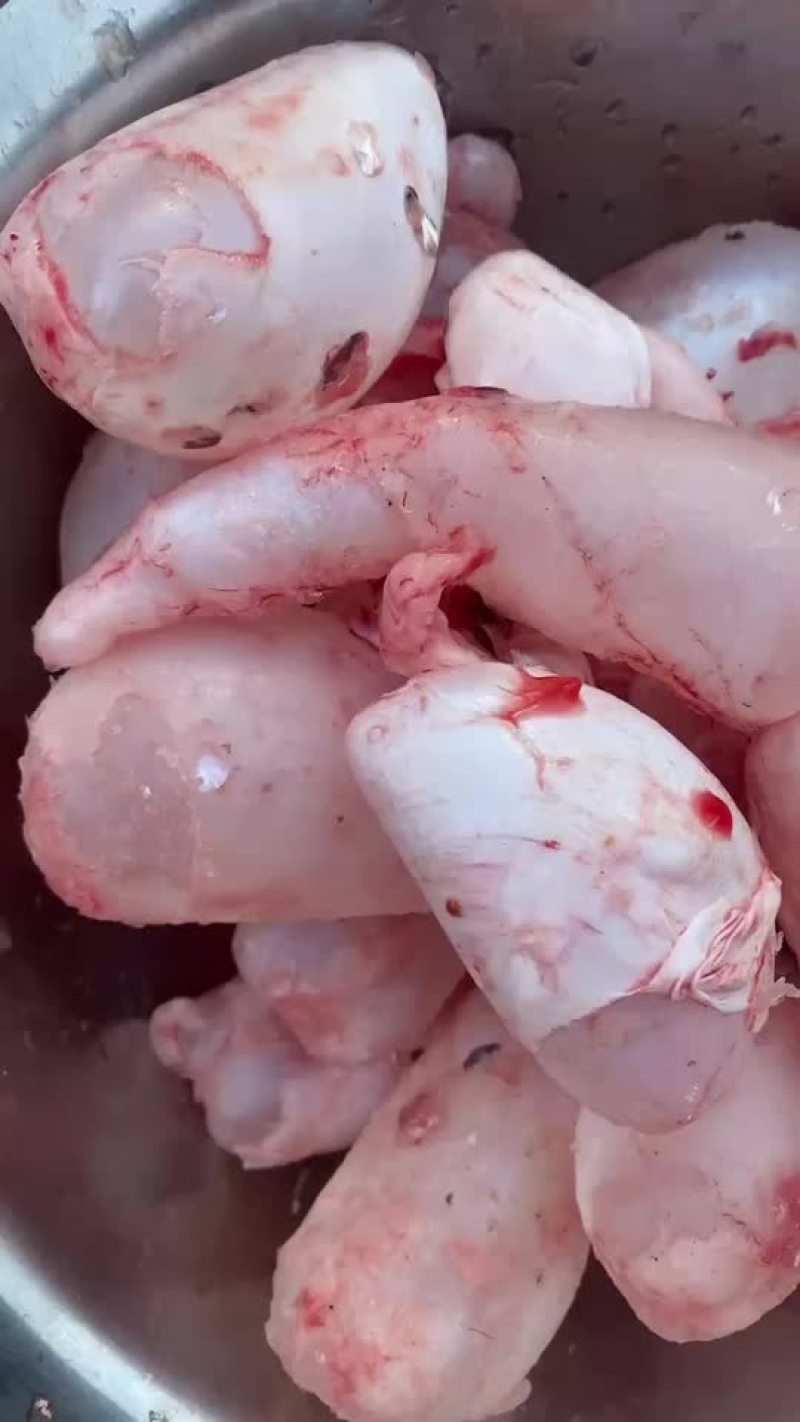 鱼泡