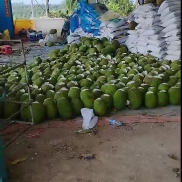 海南泰八萝蜜有看上的老板联系我价格美丽