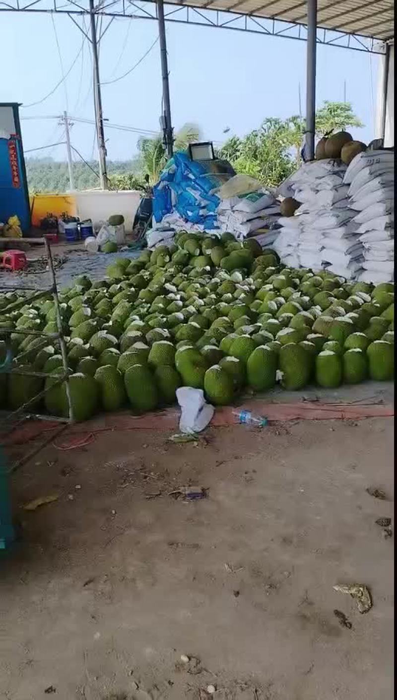 海南泰八萝蜜有看上的老板联系我价格美丽