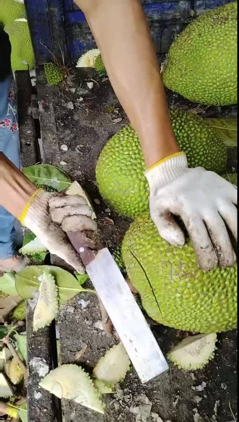 海南泰八萝蜜有看上的老板联系我价格美丽