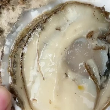 产地实拍，肉质饱满，肥度保证，价格优惠。产地直销