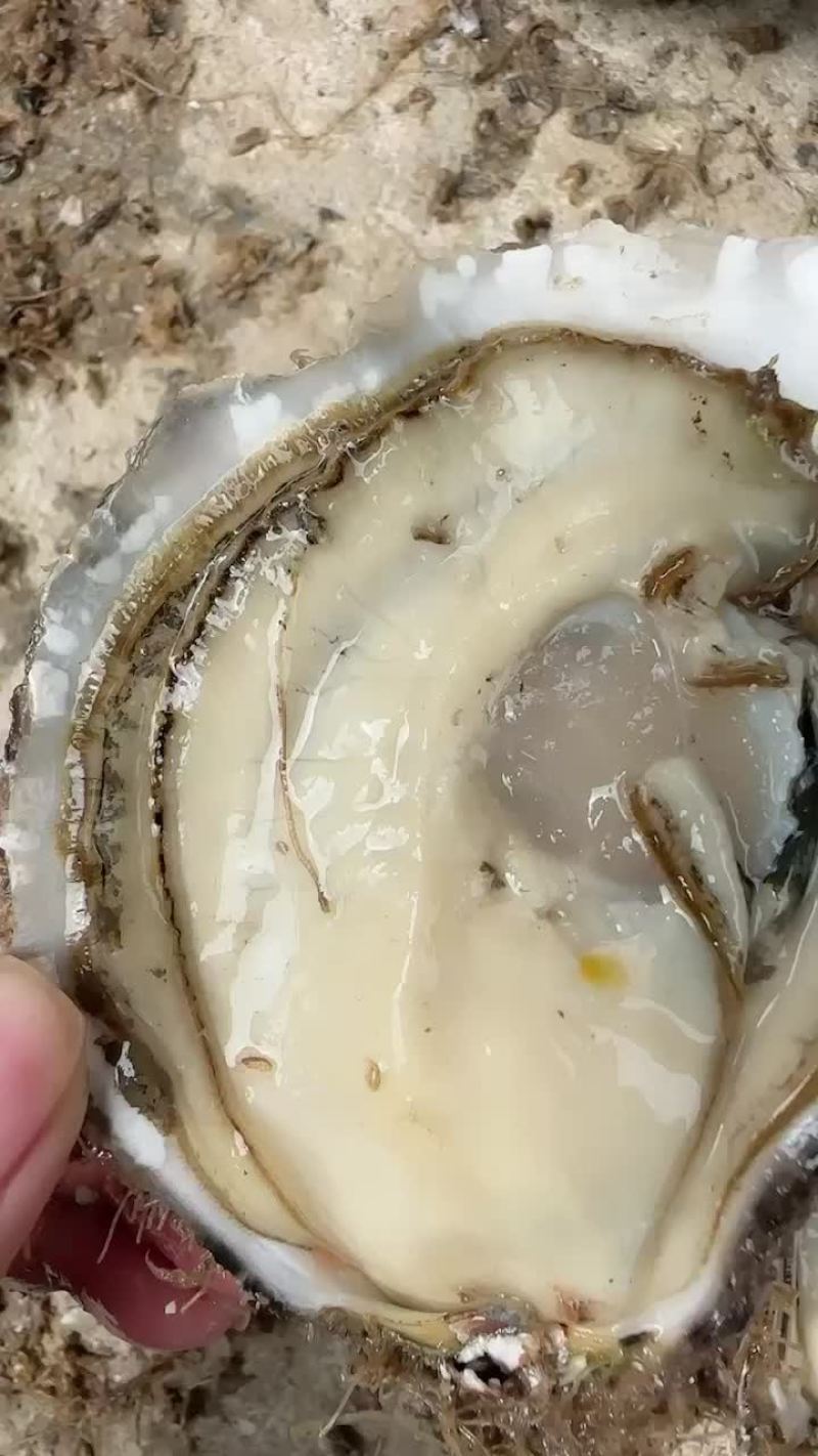 产地实拍，肉质饱满，肥度保证，价格优惠。产地直销