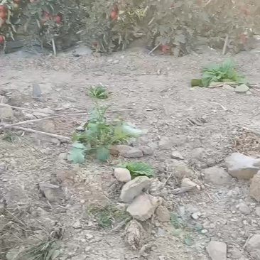 石头西红柿