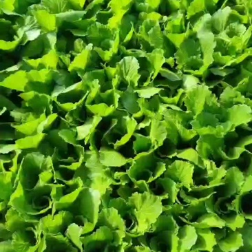 精品小白菜，基地现割，1.3需要的老板联系，全国发