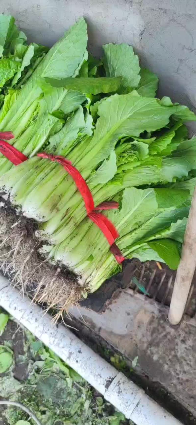 精品小白菜，基地现割，1.3需要的老板联系，全国发