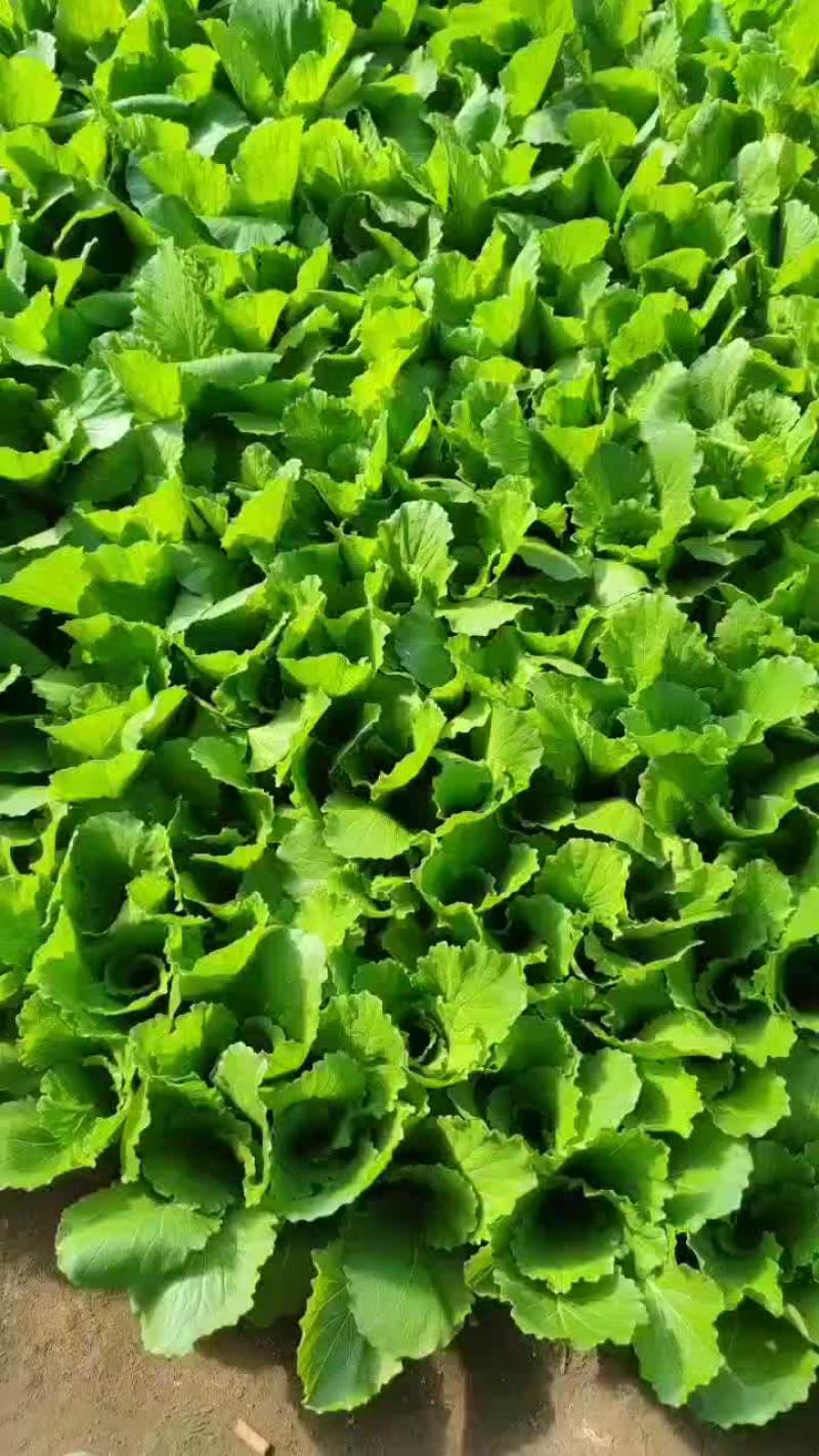 精品小白菜，基地现割，1.3需要的老板联系，全国发