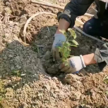 藿香苗种植时候开始了这位老板种植8亩广藿香有老板需要联系