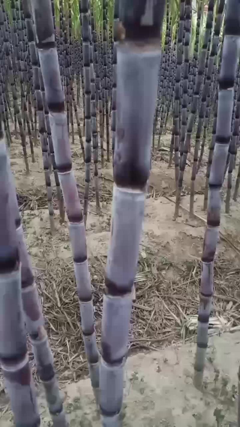 贵州甘蔗