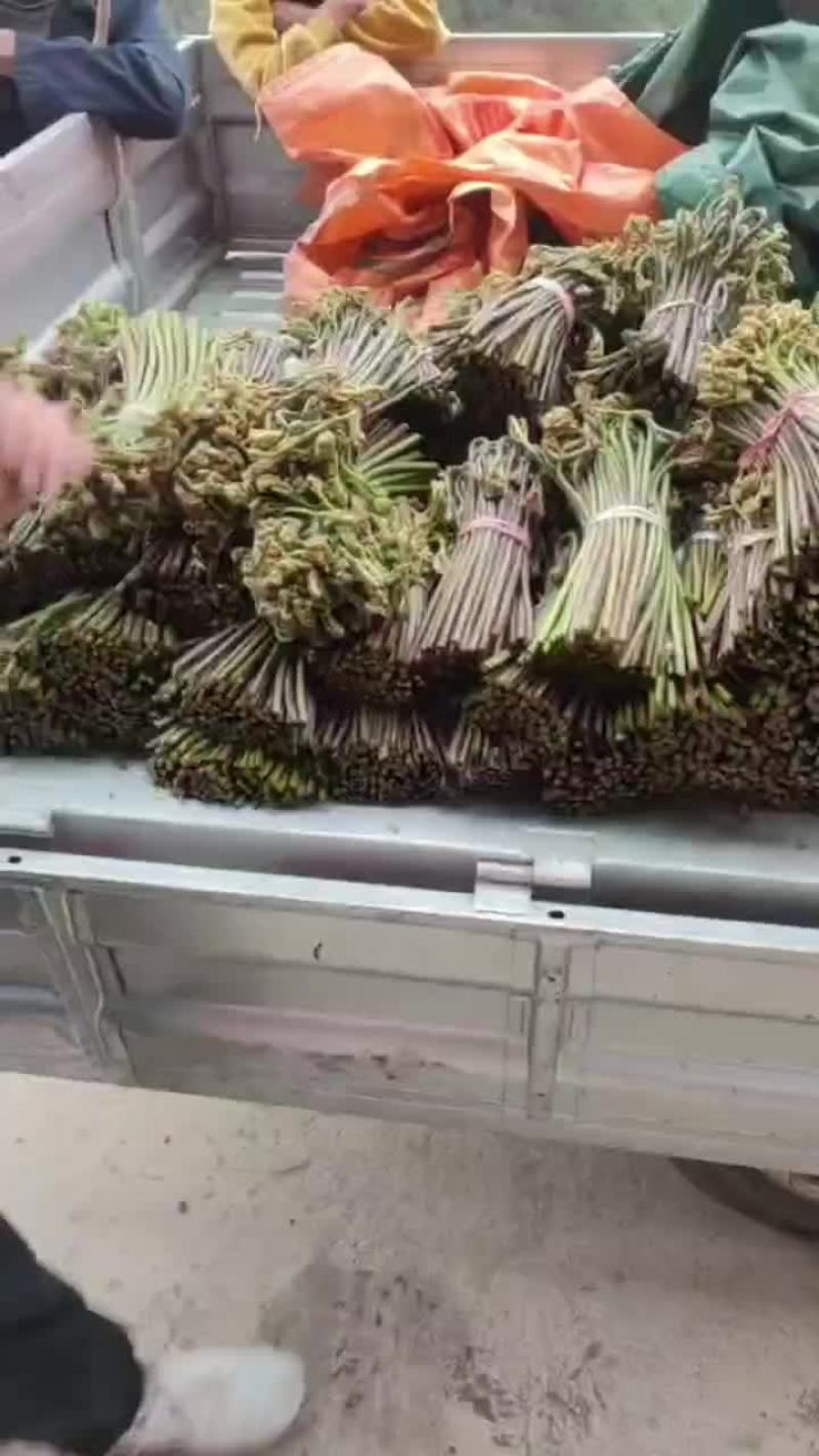 野生蕨菜