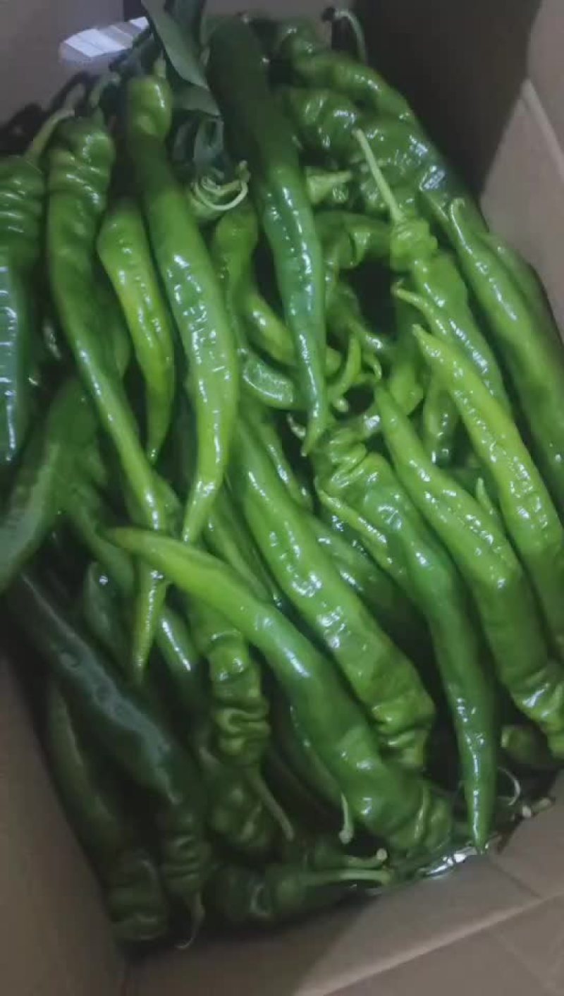 精品陇椒