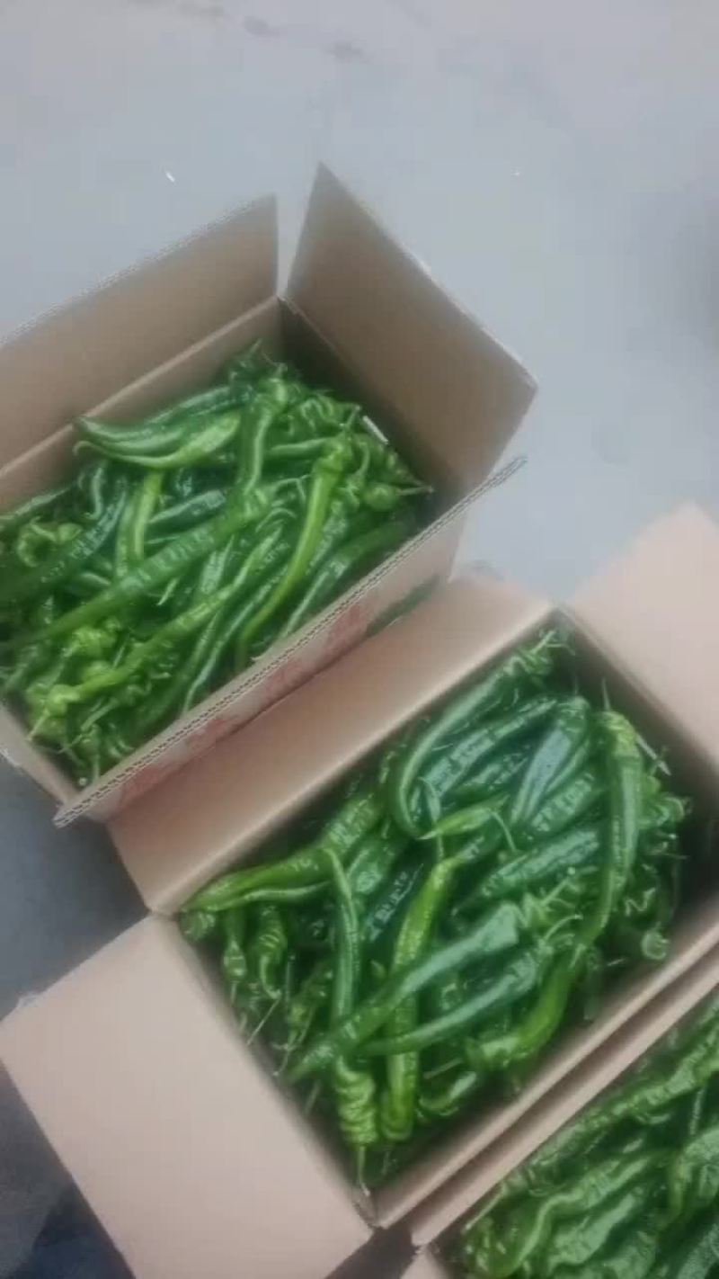 精品陇椒
