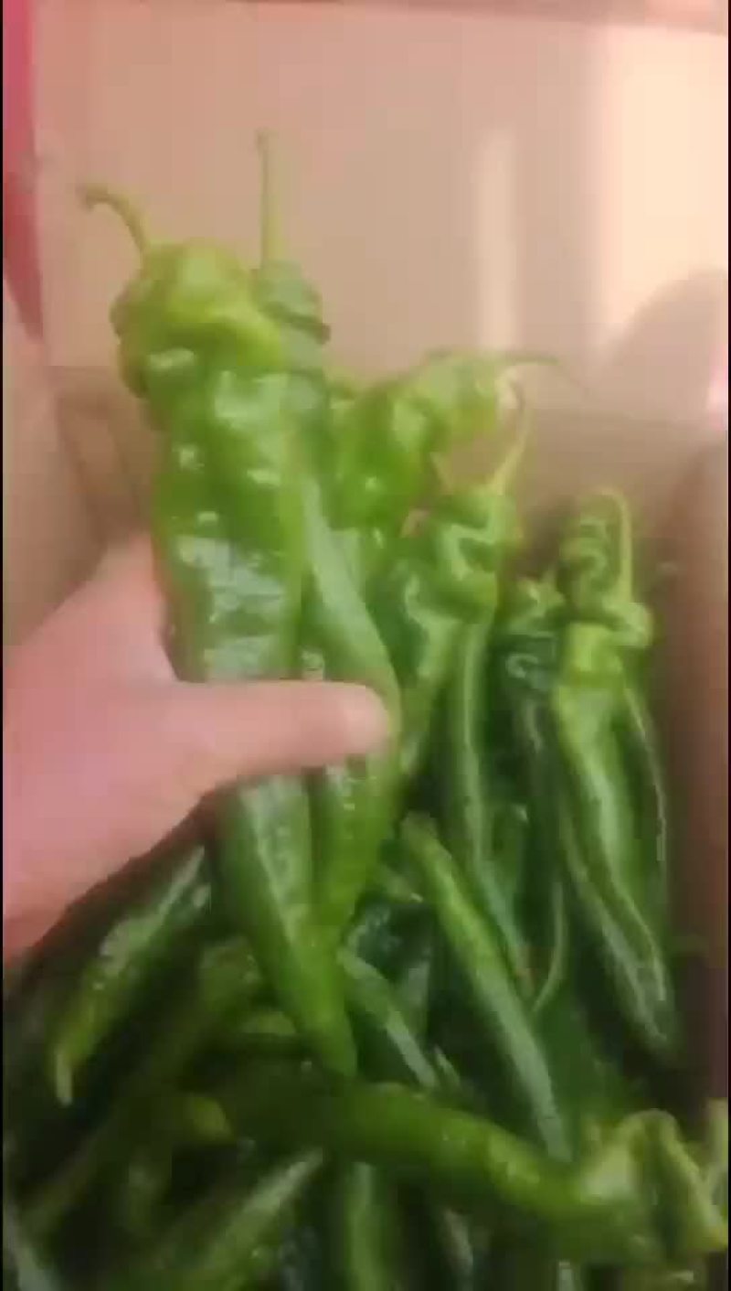 精品陇椒