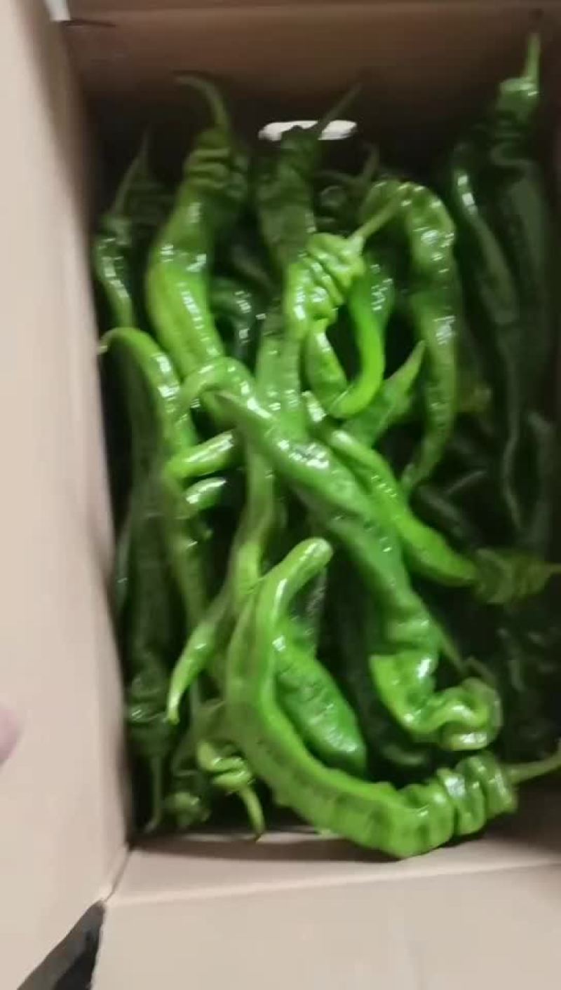 精品陇椒
