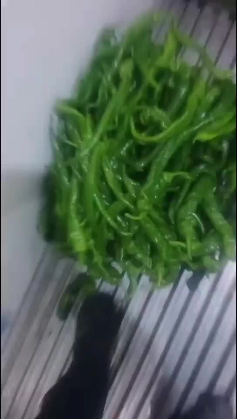 精品陇椒