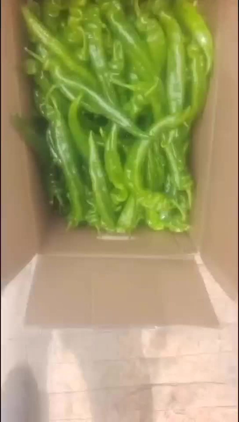 精品陇椒