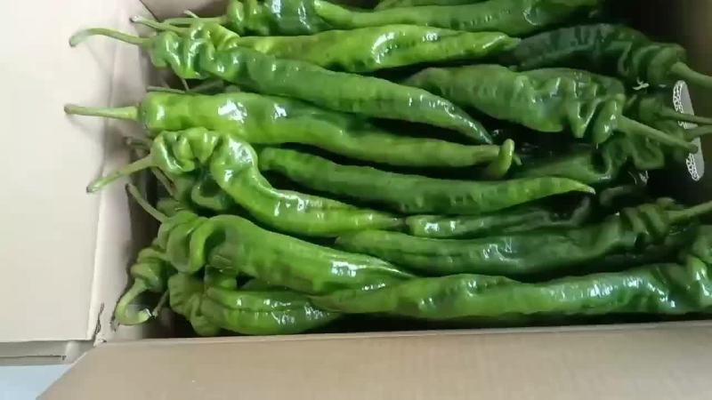 精品陇椒