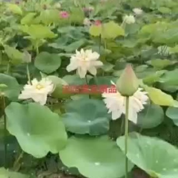混色精品荷花，三到五个颜色混合，货真价实，欢迎商谈订购