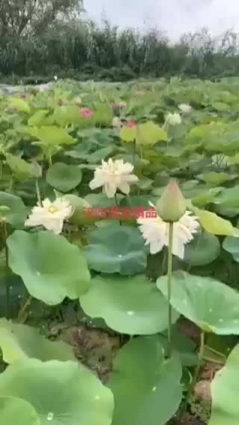 混色精品荷花，三到五个颜色混合，货真价实，欢迎商谈订购