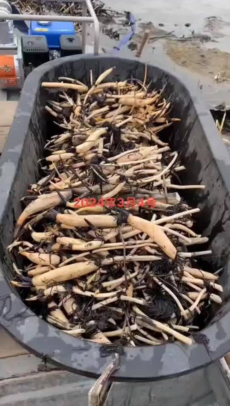 混色精品荷花，三到五个颜色混合，货真价实，欢迎商谈订购
