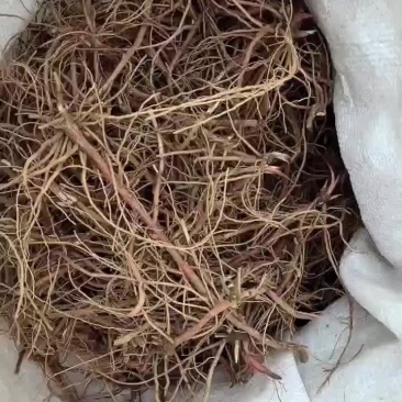 紫苑芽子