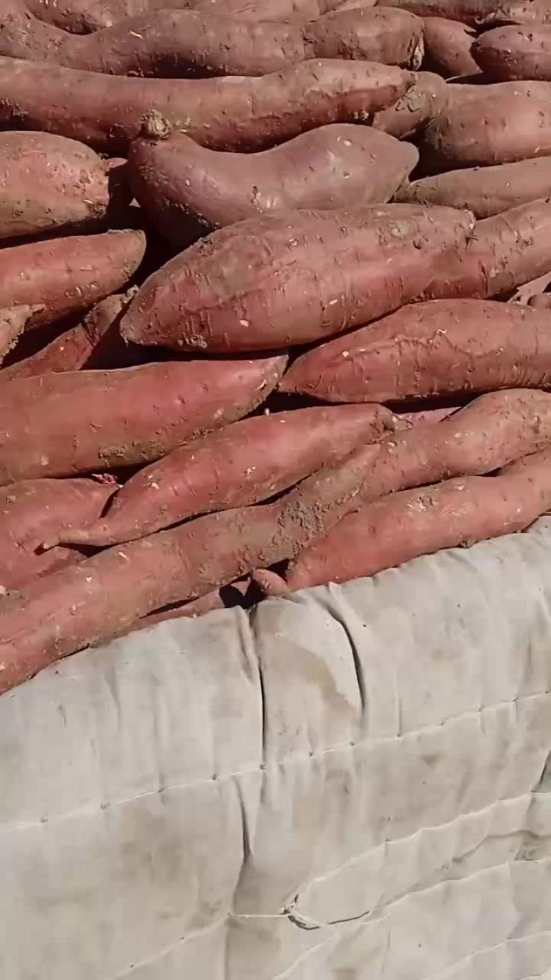 西瓜红红薯