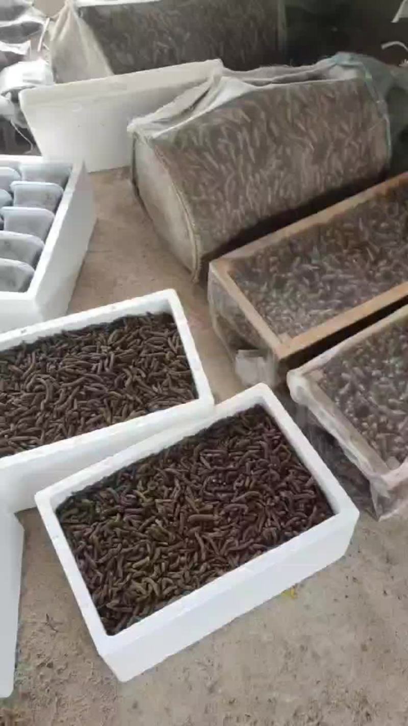 新鲜蚂蚱卵,需要联系哦