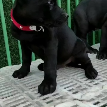 黑狼犬全身乌黑镇宅辟邪看家护院
