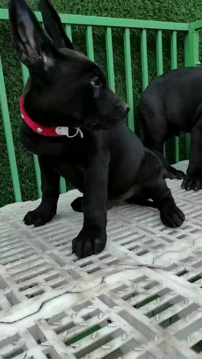 黑狼犬全身乌黑镇宅辟邪看家护院