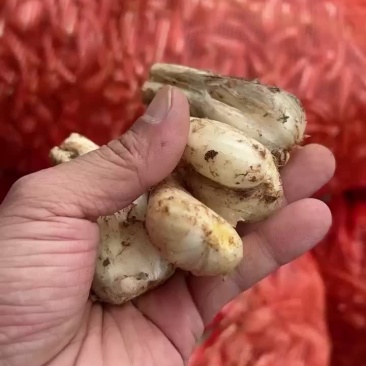 新鲜藠头