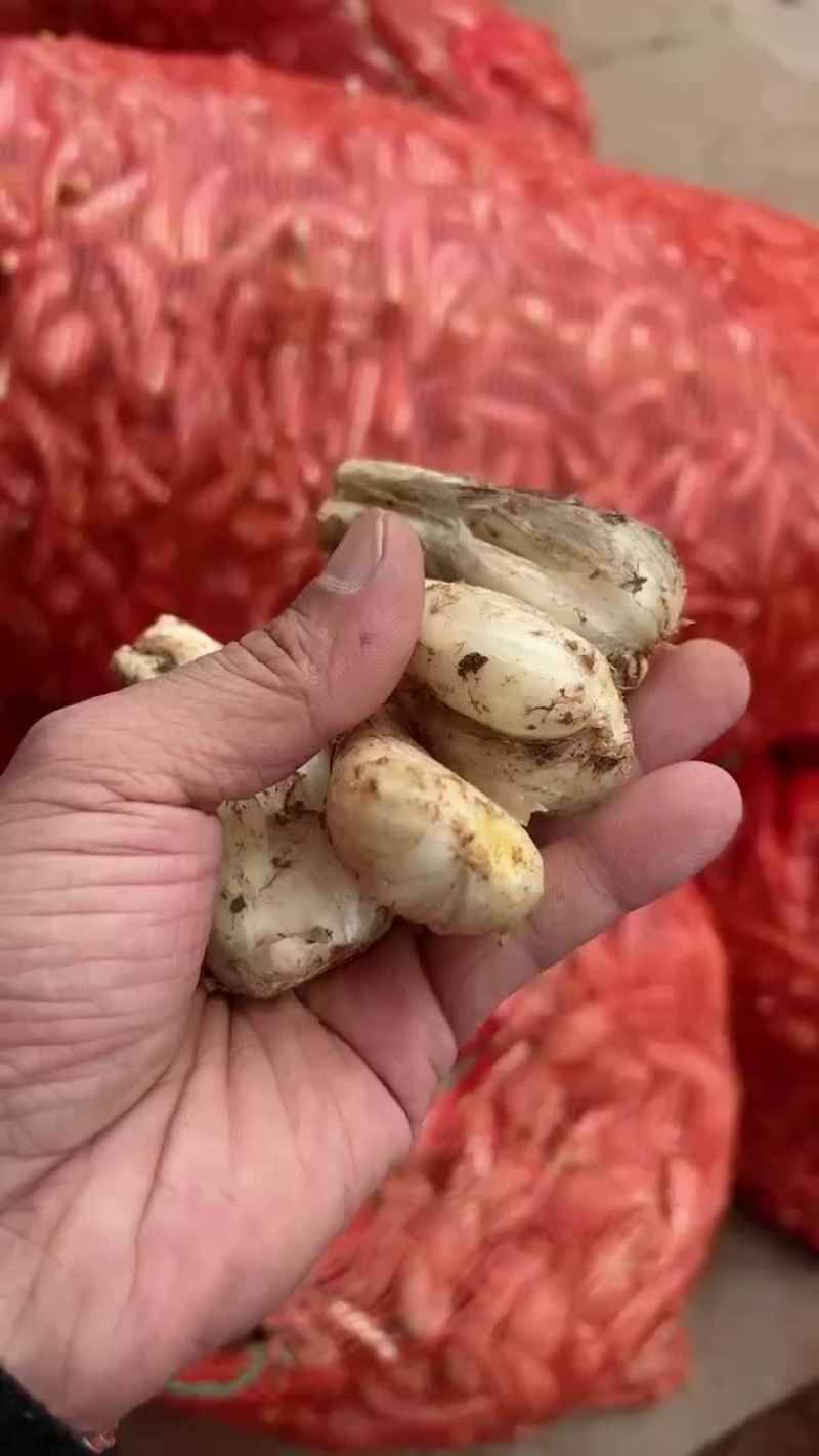 新鲜藠头