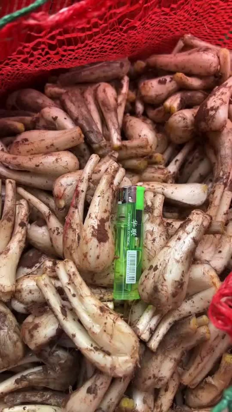 新鲜藠头