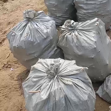辣根