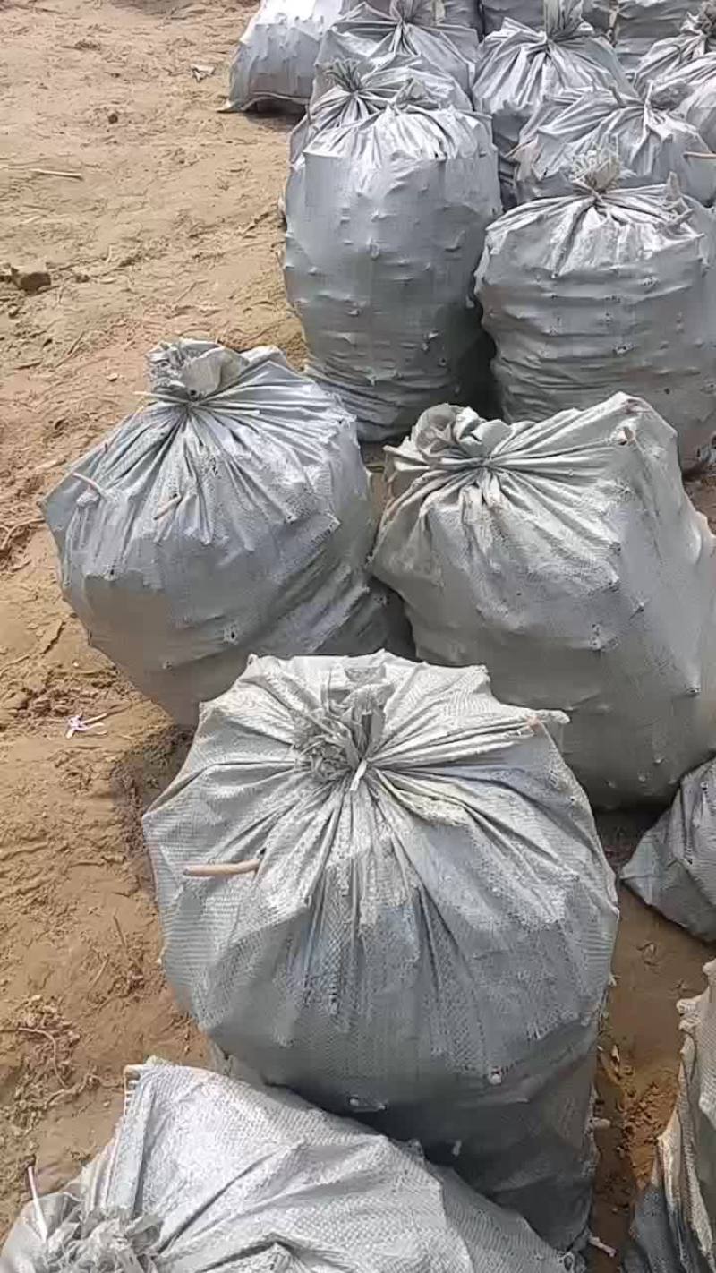 辣根