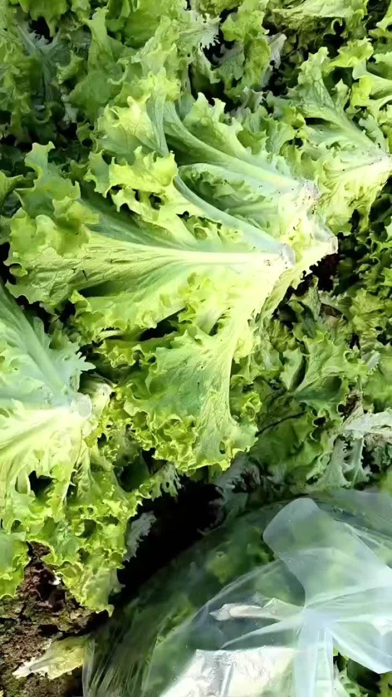 大量出售生菜