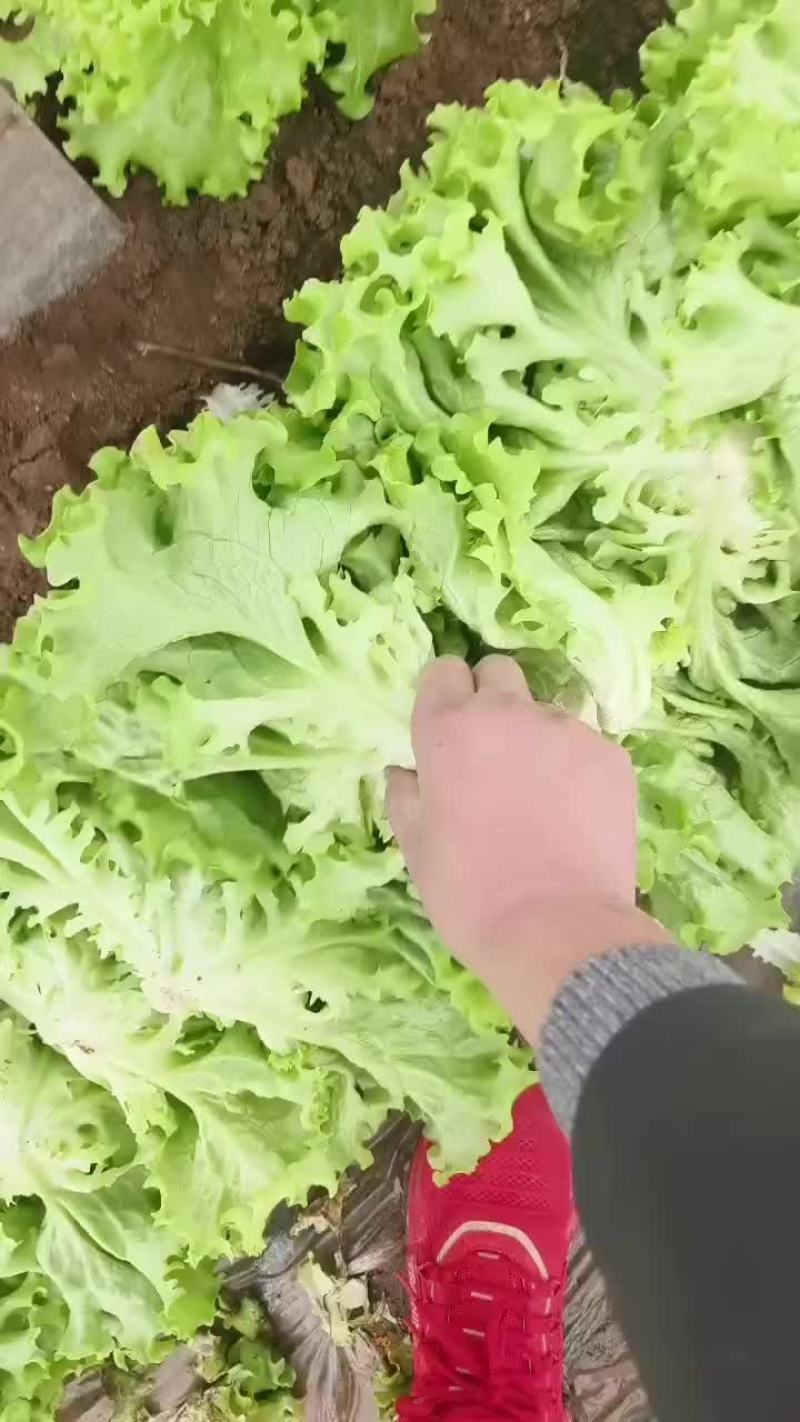大量出售生菜