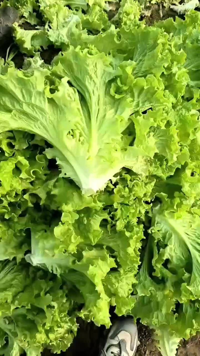 大量出售生菜