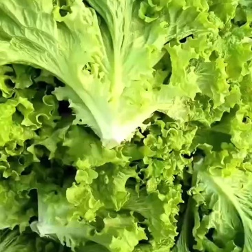大量出售生菜