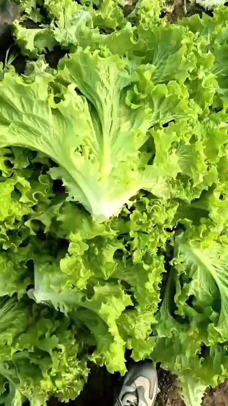 大量出售生菜