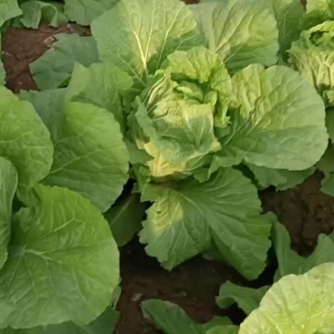 黄心白菜