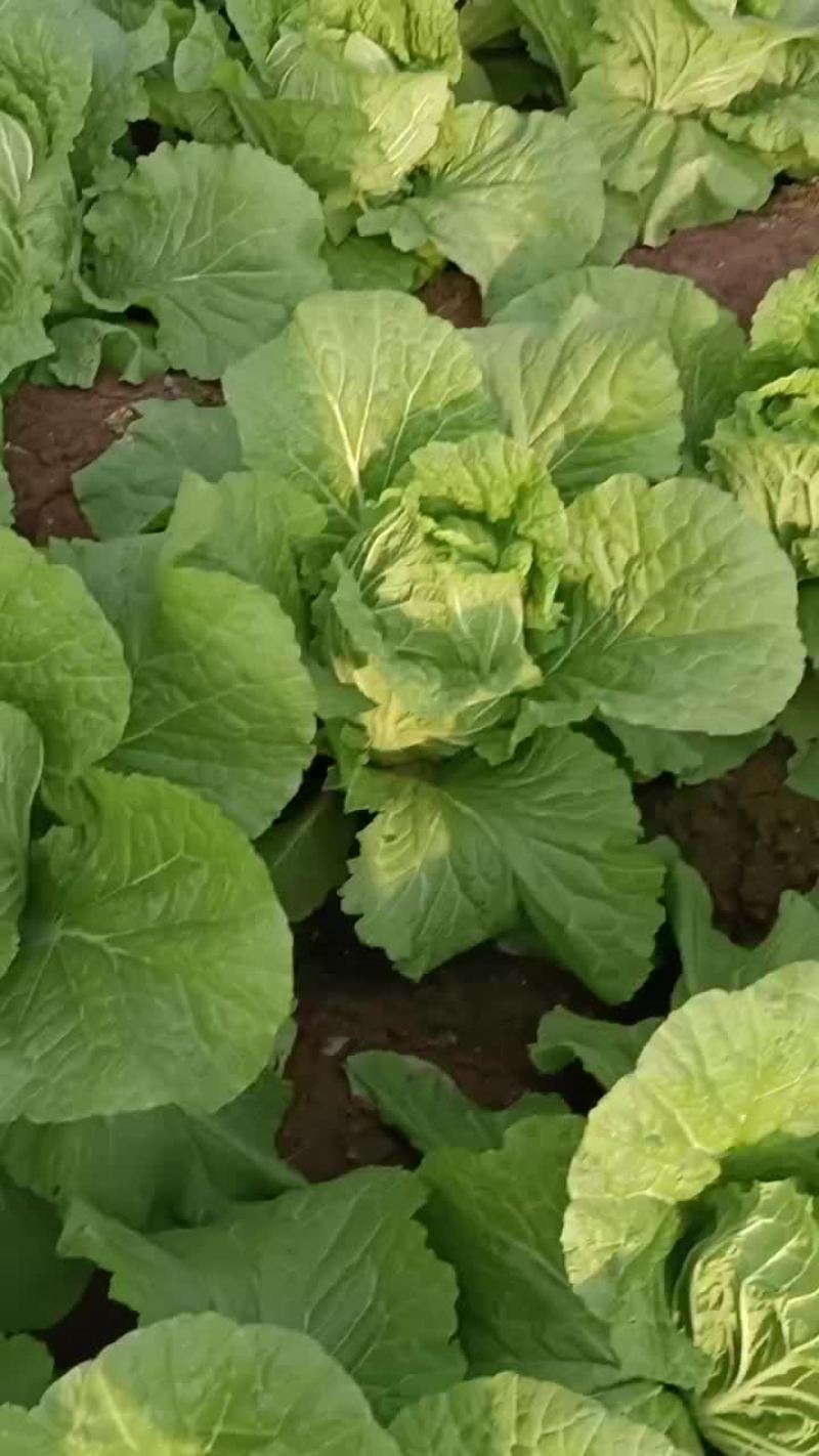 黄心白菜