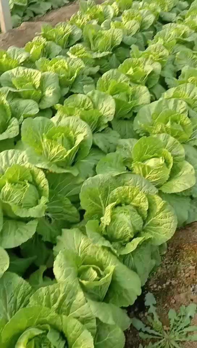 黄心白菜