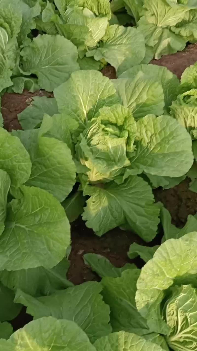 黄心白菜