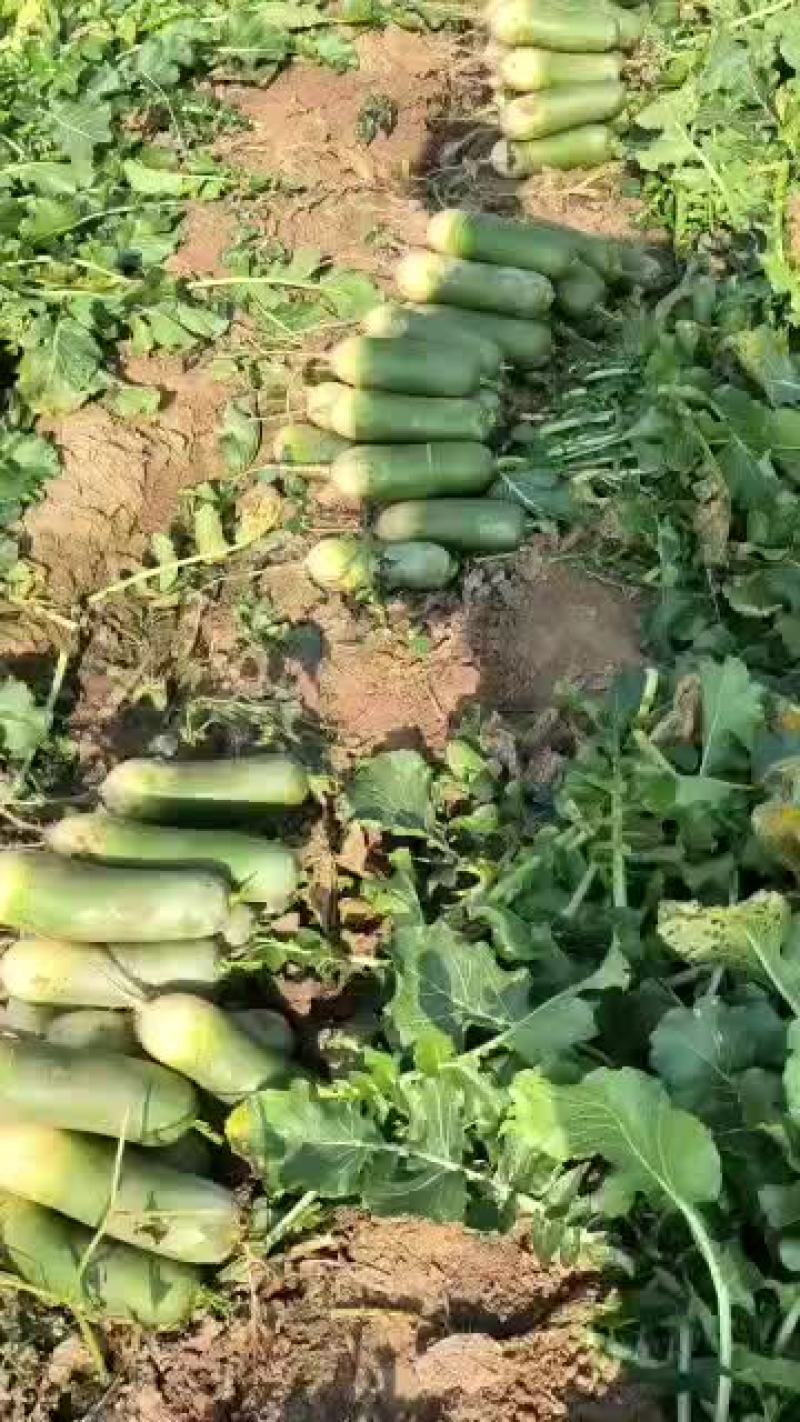 水果萝卜，质量很好价格便宜