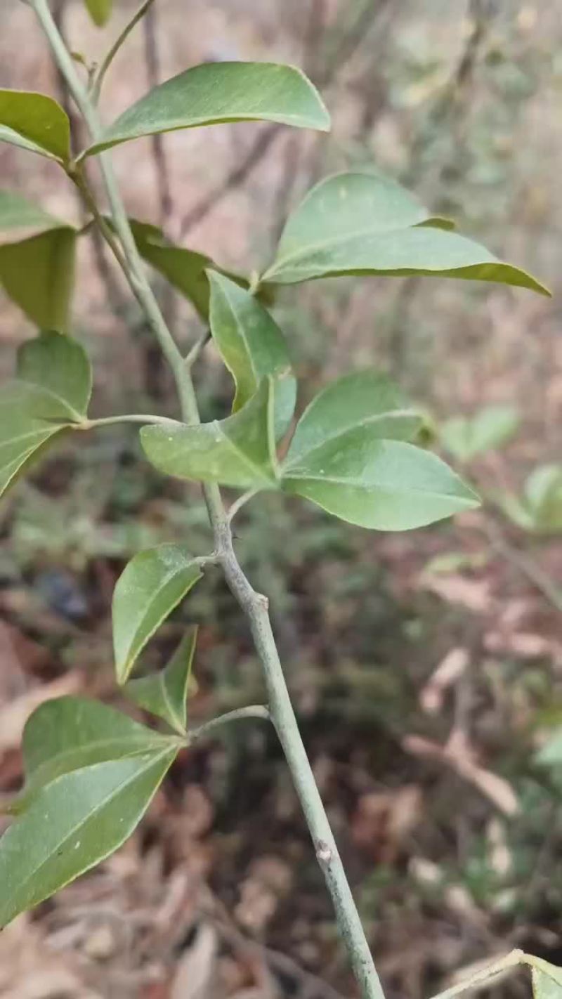 见血飞
