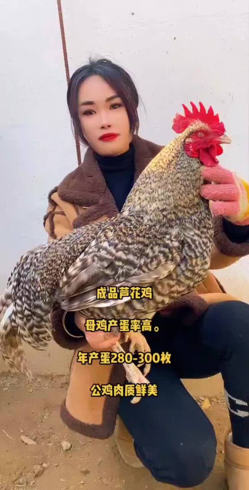 正宗芦花鸡苗五黑鸡青脚麻羽鸡红玉380