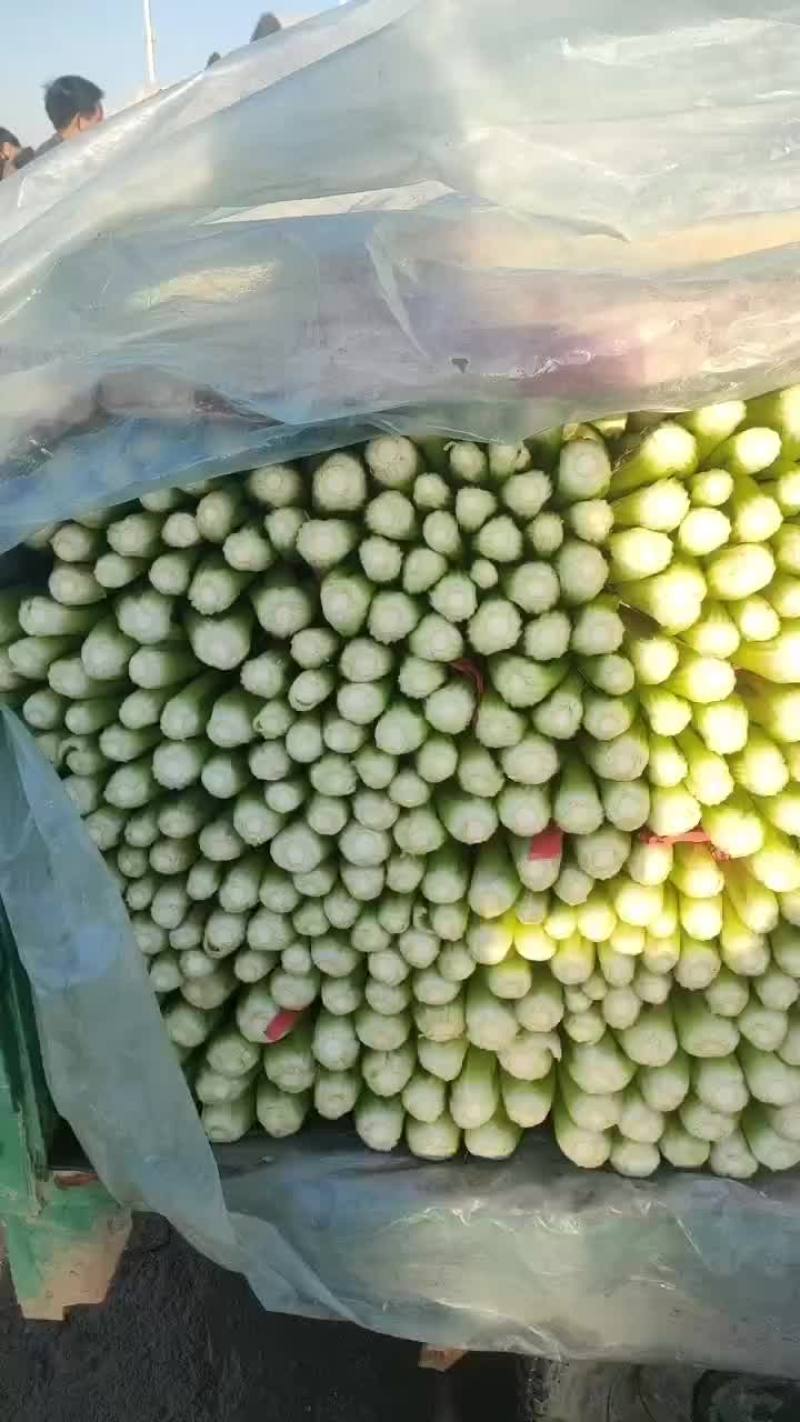 芹菜，支持清地，塞包，打捆