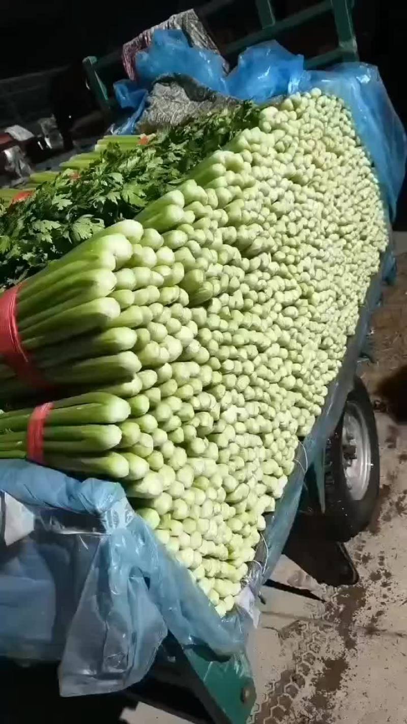 芹菜，支持清地，塞包，打捆