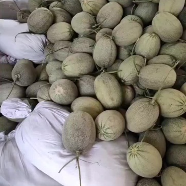 哈密瓜25号小蜜