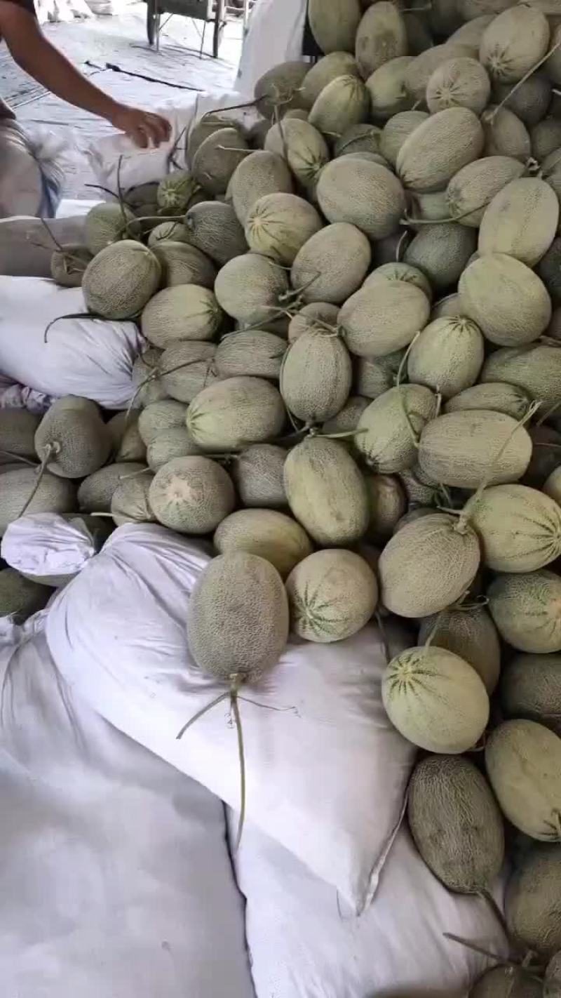 哈密瓜25号小蜜