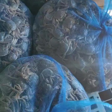 老头蟹，一元蟹，老头母蟹，老头公蟹，老头蟹通货